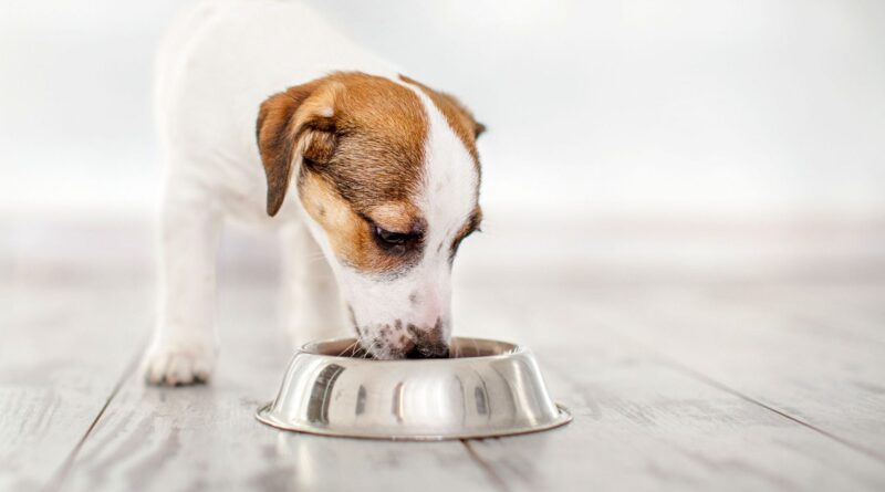 Tips for Finding the Best Dog Food